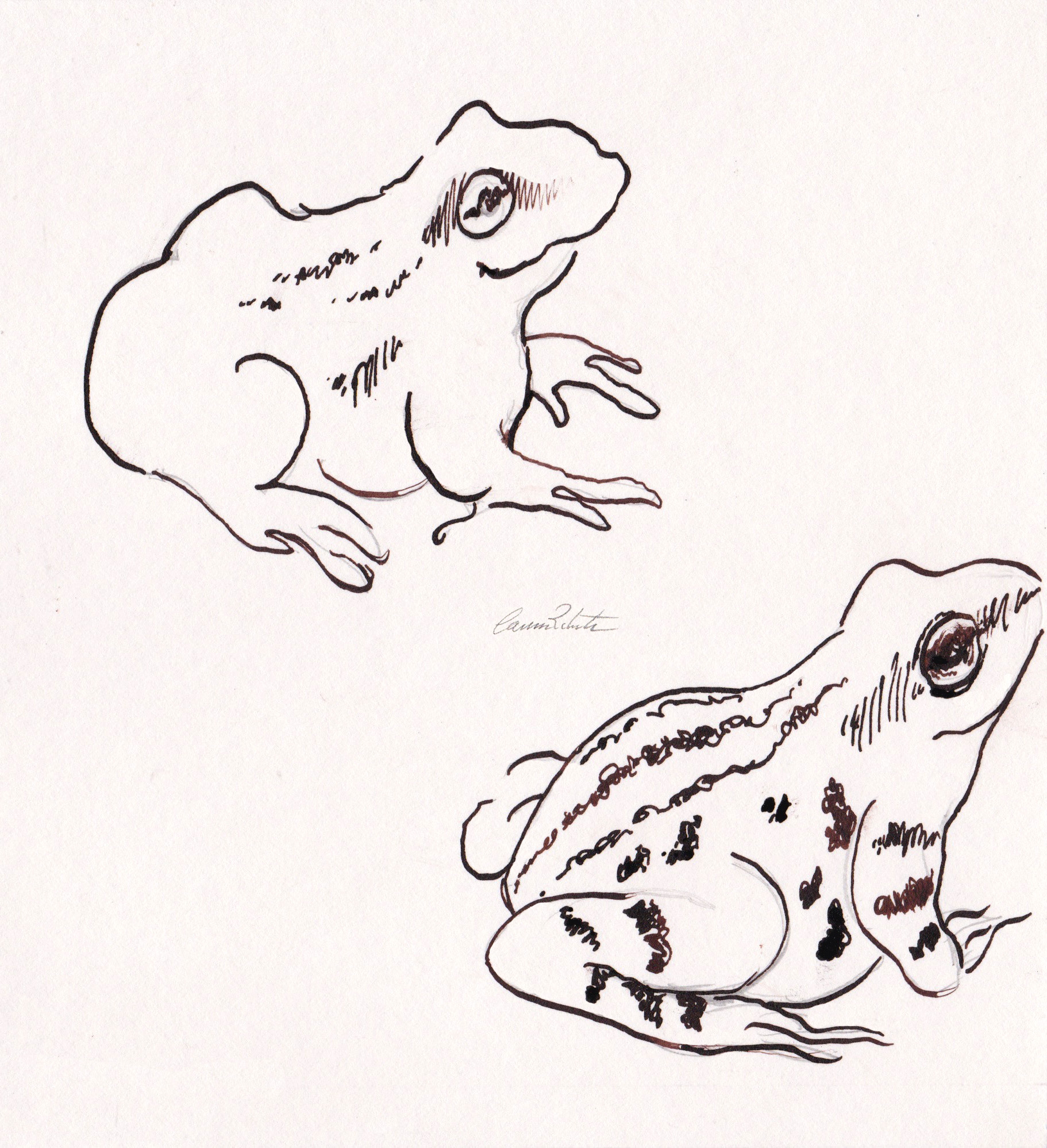 Day 14- Common Frog signed © 2016 Carina Roberts Illustration.jpg