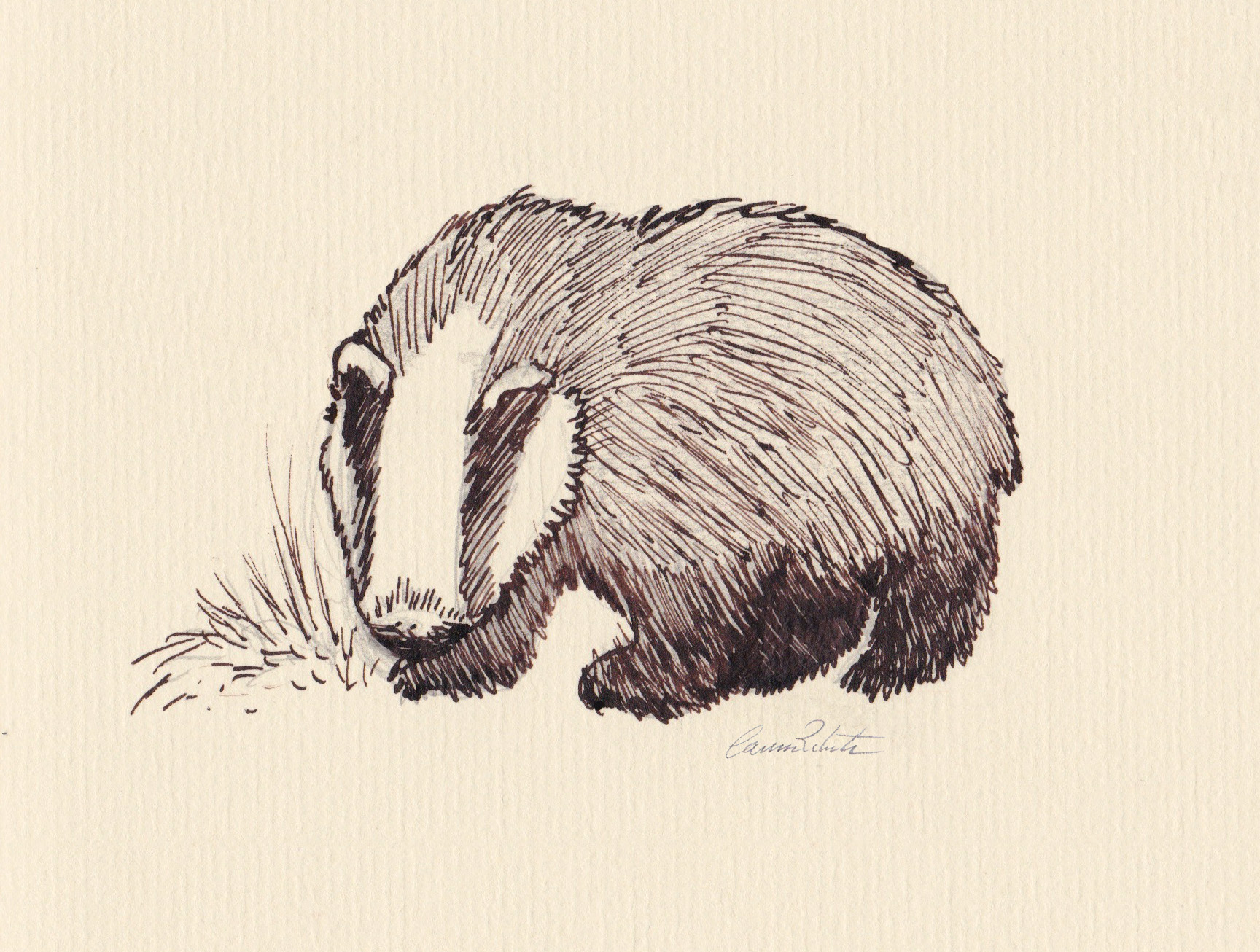 Day 20- Badger signed © 2016 Carina Roberts Illustration.jpg