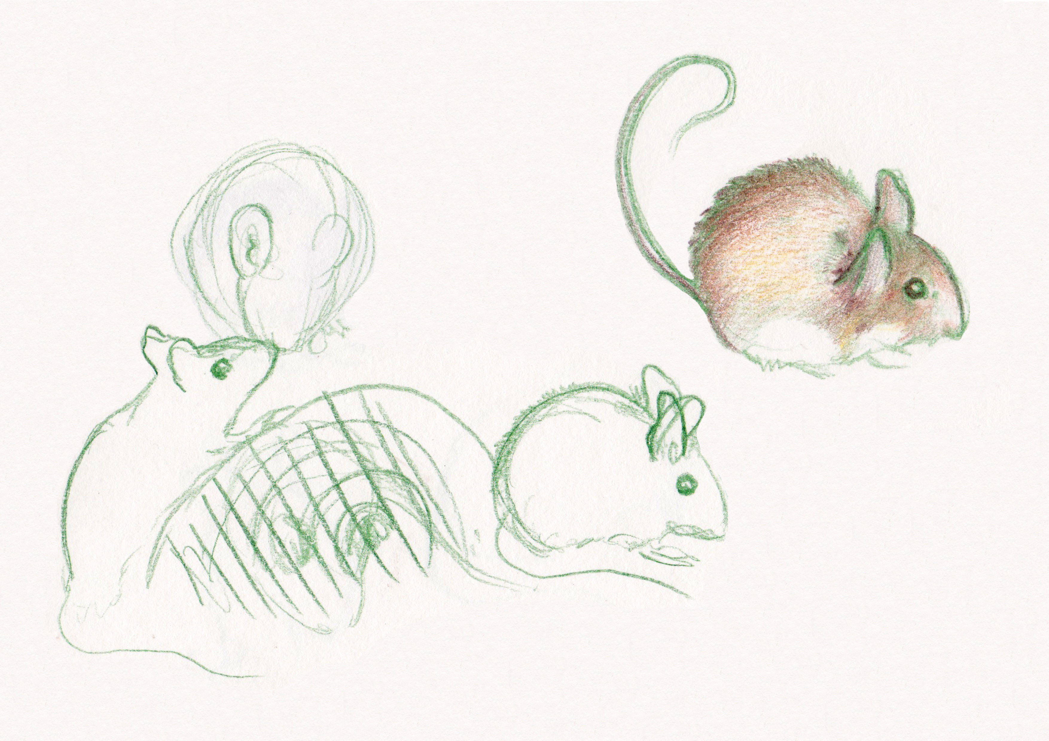 Frankie Mouse sketch sheet 3 © 2016 Carina Roberts Illustration.jpg
