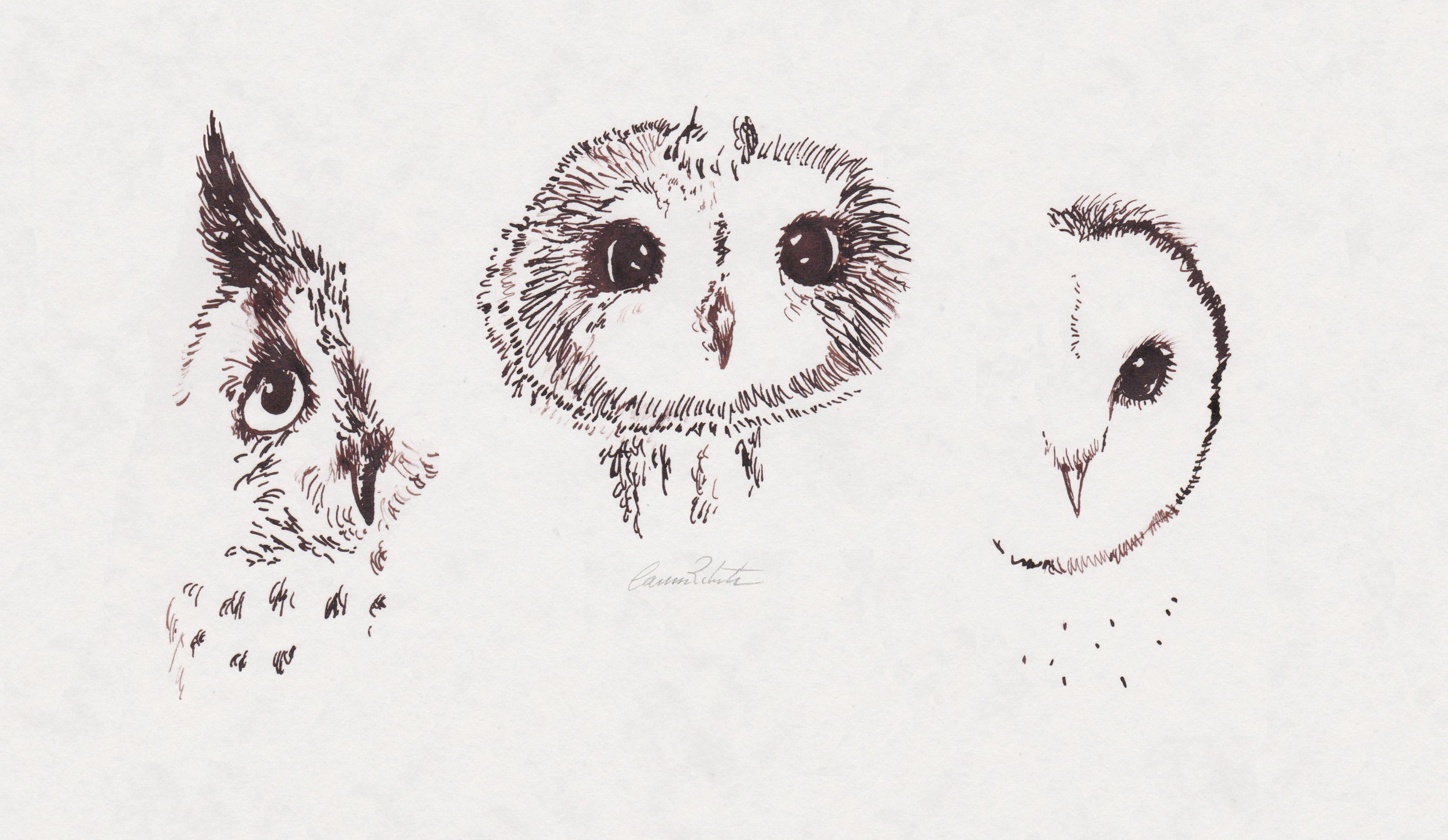 Inktober Day 5- Three British Owls signed © 2016 Carina Roberts Illustration.jpg