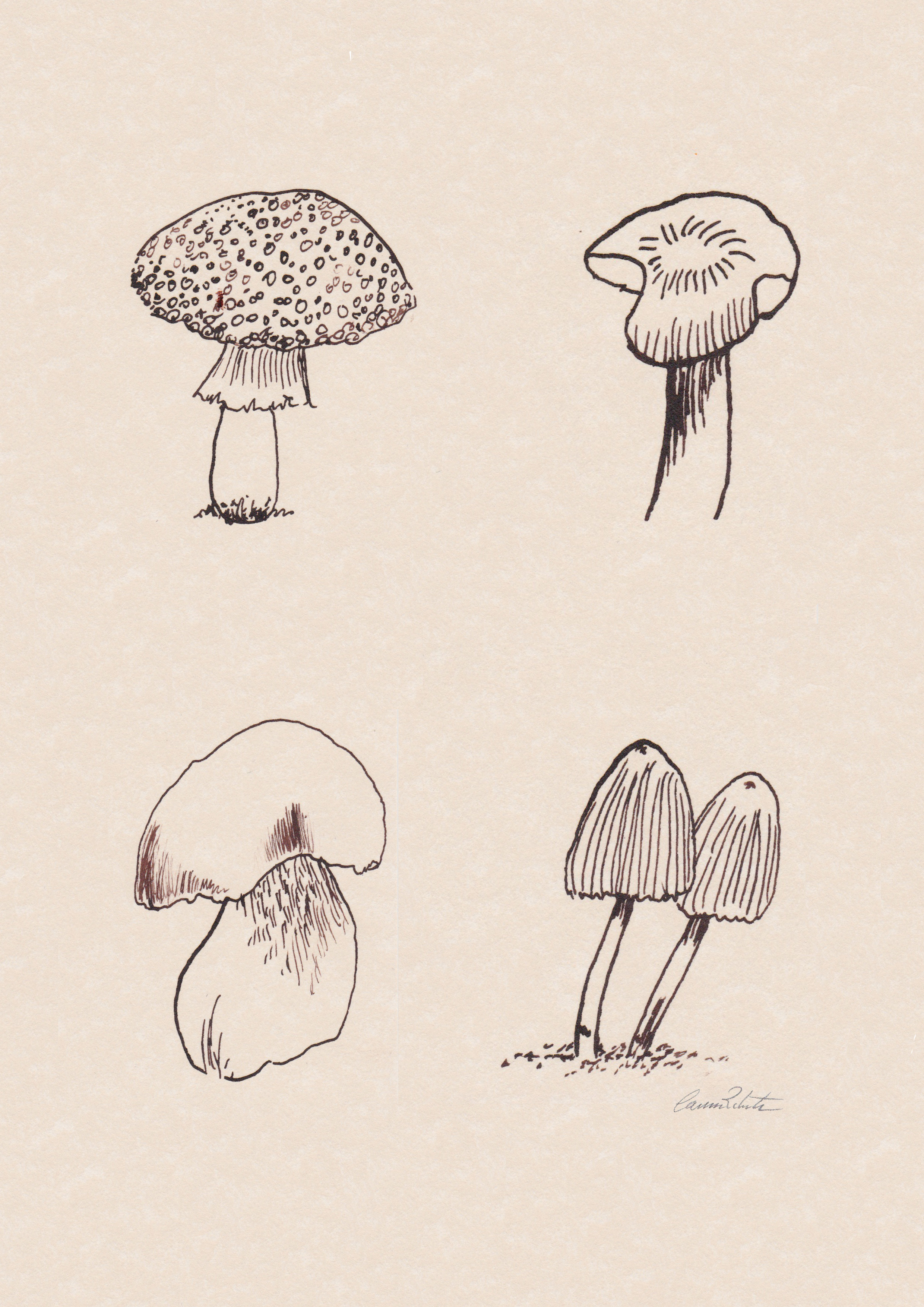 Inktober Day 7- A Quartet of Edible mushrooms signed © 2016 Carina Roberts Illustration.jpg
