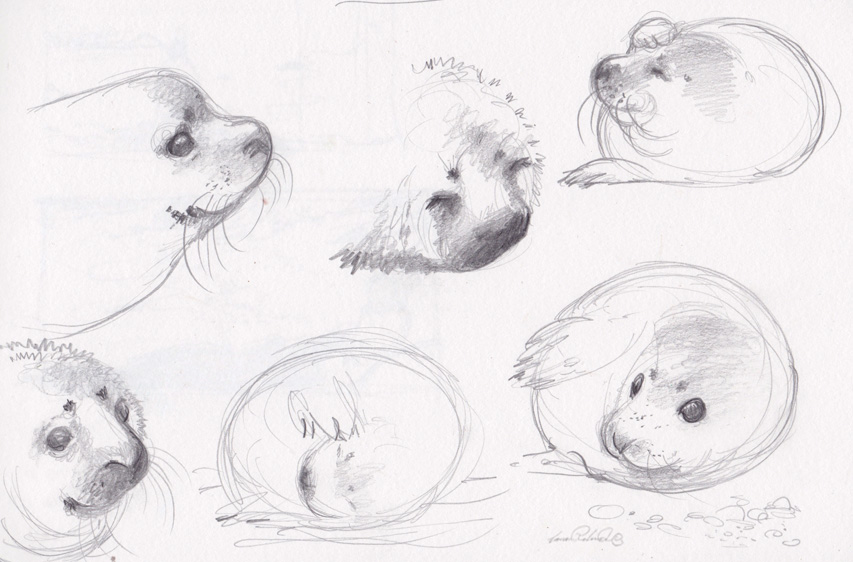 Seal behaviour sketches (Low Res) signed © 2017 Carina Roberts Illustration .jpg