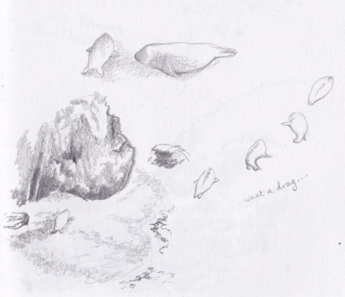 Seal sketches- Pembrokeshire (Low Res) © 2017 Carina Roberts Illustration