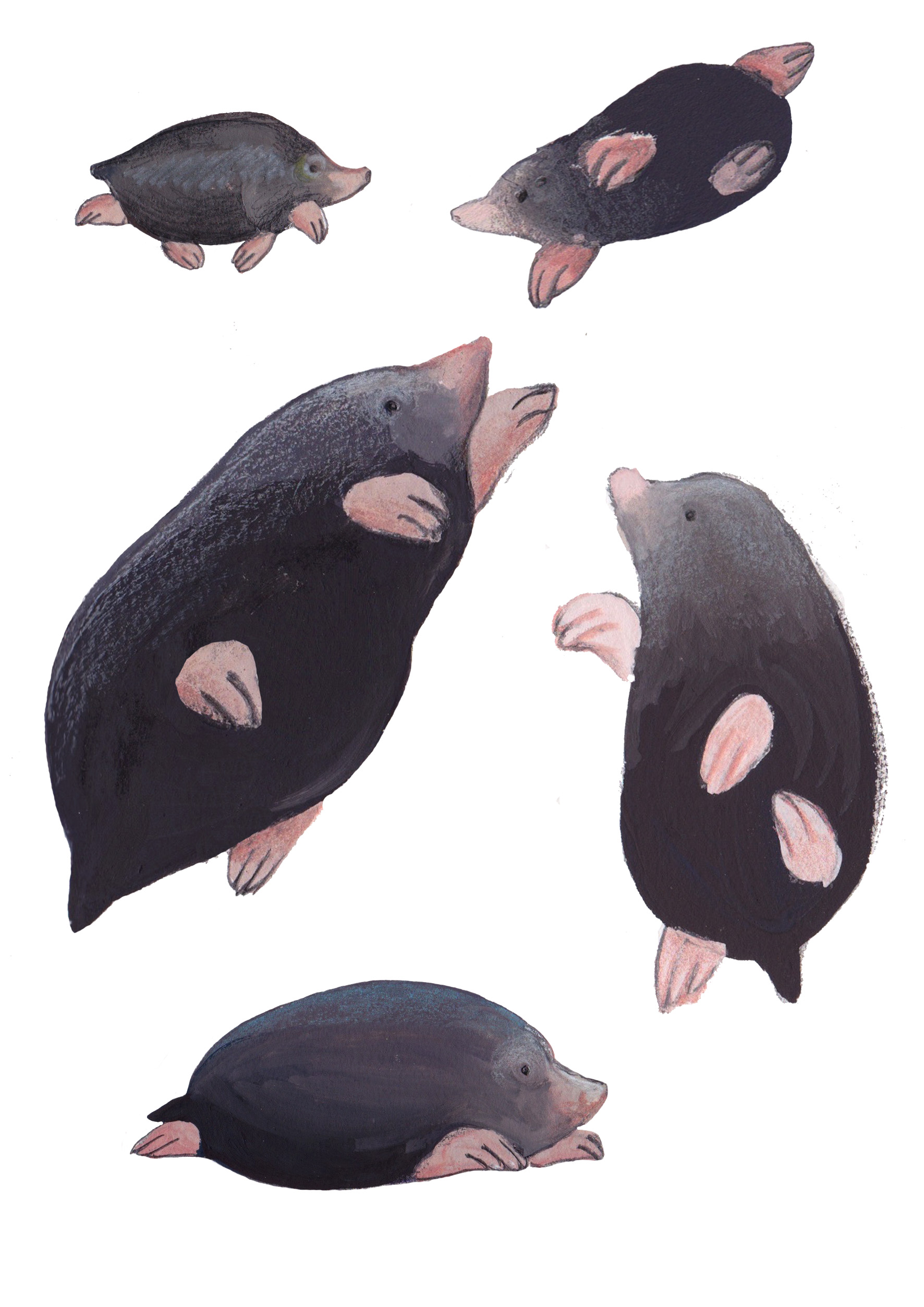 Mole selection